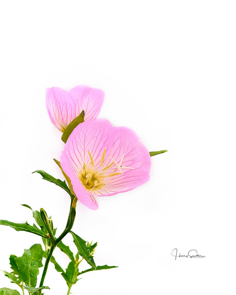 Pink Buttercups