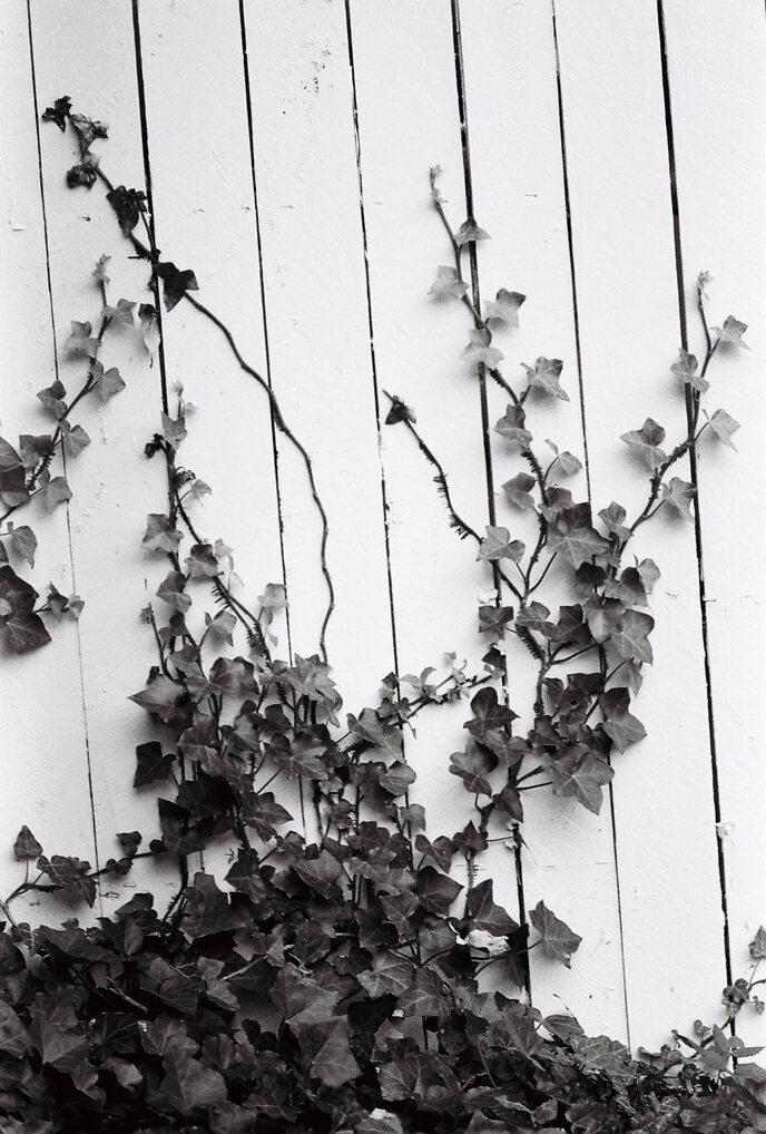 A B&W image of a vine growing along side a white wood fence. 