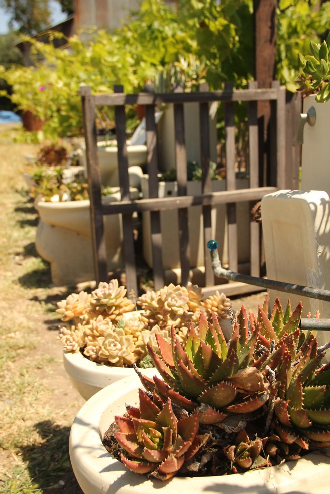 a garden full of planters made from repurposed discarded toilets. The toilets were discarded as a result of racism towards Chinese people in the town of Locke, California. 